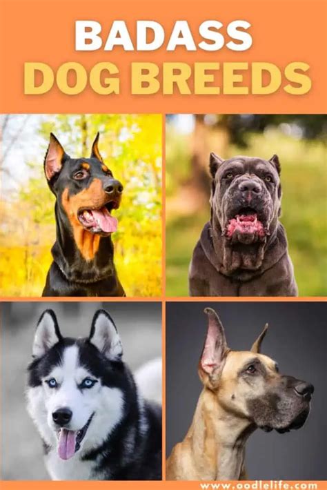 baddie dog|A Detailed Guide on Some of the Most Badass Dog Breeds